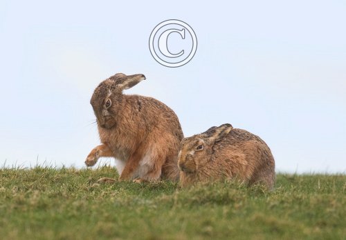   Brown Hares DM2041
